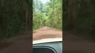 Saranda jungle 🌿🪴🌵🌴