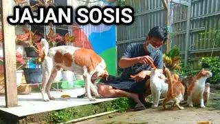 rombongan kucing mengikuti kewarung