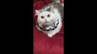 ASMR Cat Spa No Talking   Intense Ear Cleaning, Face Massage & Paw Wash Triggers 4K（E19）