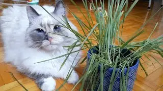 Blue eyed cat smells and plays with cat grass | 4K