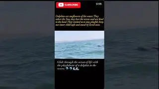 Grace in motion:Dolphins remind us to stay wild and free 🐬 #youtubeshorts #youtube #dolphin #viral