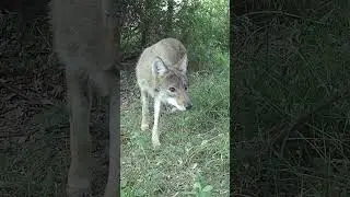 Coyote Spooked by Camera Trap