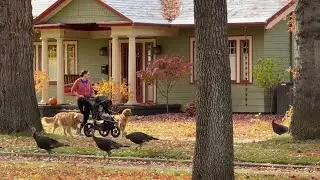 Wild turkeys turn Boise&rsquo;s North End into their new roost