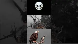 Peregrine falcon and bald eagle #trending #peregrinefalcon #baldeagle #ospreys #birds #animals