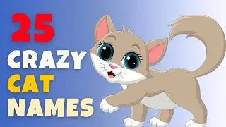 Crazy Cat Names For Boy & Girl 25 Best Nutty & Excited  Ideas
