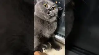 Cat's Swipe: Don't Touch My Body!😾💢#shorts