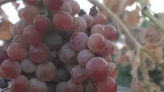 9467575721 सभी गर्म क्षेत्र में होने वाली Red flame (grape) अंगूर की जानकारी