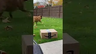 Drone Delivery Went Wrong Unexpected Crash Caught on Camera #dog #drone #fail