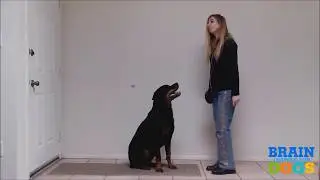 Brain Training for Dogs   The Airplane Game Exam Demonstration 1