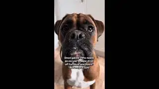 Why you shouldn&rsquo;t get a boxer dog