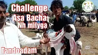 Tandoadam Bakra Mandi Challenge A Man Show Me That Top Qulatiy Gulabi Goat !  Sindh Pakistan