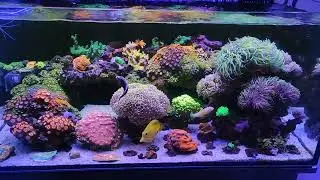 Reef addict