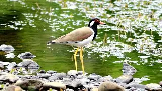 Red Wattled and Red Wattled Bird Sound