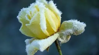 Among Thorns - A Worship Playlist