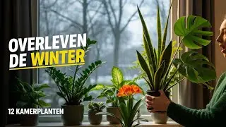 12 неуничтожимых комнатных растений для голландской зимы