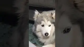 Talking #malamute #dog #howling Wookie Woo