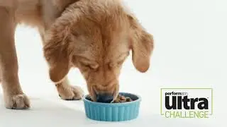 Performatrin Cat Food | Performatrin Pet Foods