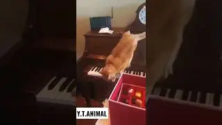 #animalsco #cat