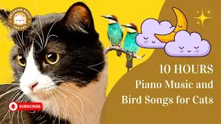 Piano Music and Bird Songs for Cats 10 Hours 🎹😺 Relaxing Music for Cat