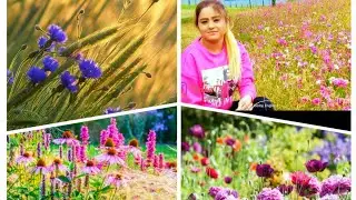 Beautiful Summer Flowers At Bass' Recreation Ground II Delphinium Pink Flowers II