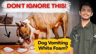 White Foam Vomiting in Dog?  Do This Immediately! (Cause & Cure)