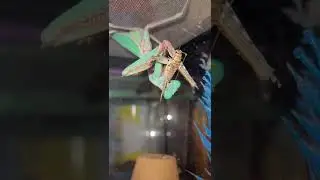 Giant Rainforest Preying Mantis Eats Cricket / Warning Live Feeding