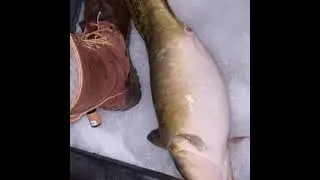 Big Burbot (Eelpout) With FAT Belly