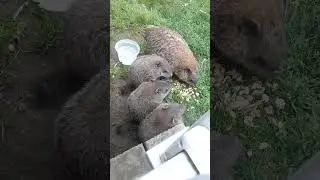 Mrs. Sparkle Eating With Her Cute Adorable Little Babies 😁🐾 #groundhog #babies #cute #adorable #asmr
