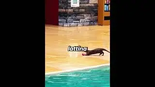 🦦♻️ La Lontra che Ha Ripulito la Piscina