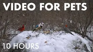 Merry Christmas and Happy Holidays from Handsome Nature! - Cat TV for Pets 🐱 - Dec 25, 2025