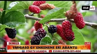 HEALTH BENEFITS IN WHITE MULBERRY / EMIGASO GY'ENKENENE ERI ABANTU