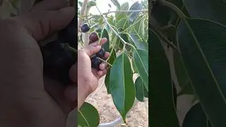 మా నాన్న అనుమానం తీరింది 😀 #neredu #jamun #fruits #farming #villagelife #satisfying