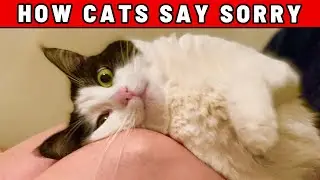 We Researched How Cats Say Sorry &ndash; And We Didn&rsquo;t Expect THIS