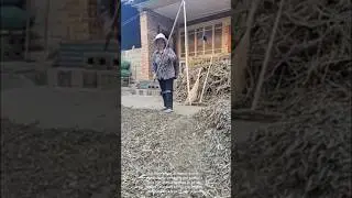 Traditional tea processing:  sun-drying tea leaves elderly woman