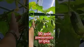 90 хрумких днів #огірок #cucumber #mivena #fieldcote #granusol #pozitiff_garden #pozitiff_greenhouse