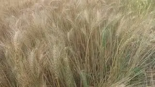 subhani 2021 wheat vrity