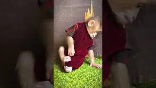 The baby monkey is feeling itchy