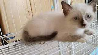 Anak Kucing Siamese Tonkinese