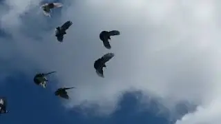 Gołębie mikołajewskie 2