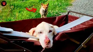 Old Dog and Wild Fox: An Unexpected Friendship