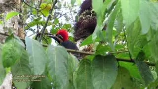 Crimson-bellied Woodpecker - Bosque Shollet, Oxapampa