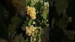 &Uuml;Z&Uuml;MLER HASATA HAZIR MAAŞALLAH ! (ASMA BAĞ 2021 HASAT ZAMANI PART 1)