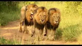 Mapogo Lions &brvbar; Tragic Downfall of the 3 Kings Kinky Tail, Rasta & Dreadlocks in 2010 (Sabi Sand)