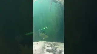 Will This Fishing Lure Work?