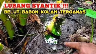 SANGAT GANAS !!! SAMBARAN BELUT BABON KOLAM DI BAWAH POHON TALAS
