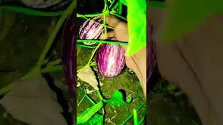 today vegetable harvesting in my garden#gardening #plant care #vegetables #outdoor plant