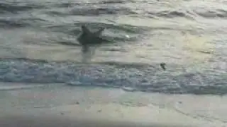 Catching a Bull Shark from the shore in Florida