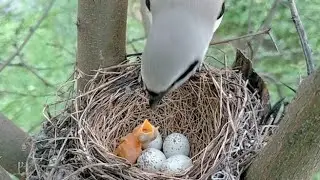 Look how the baby Long Tailed Shirke Bird is screaming for food #birds #nest #video #nature #like 