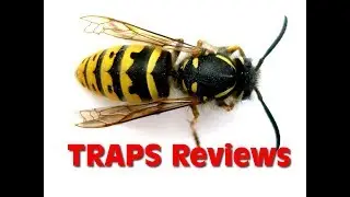 My Wasp & Yellowjacket trap review