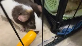 Piggy love ❤️ 